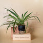 Spider Plant With Self Watering Pot
