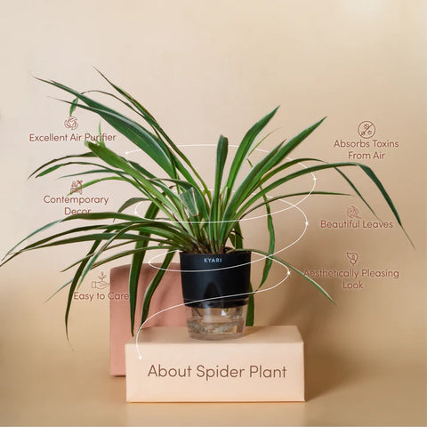 Spider Plant BYOB