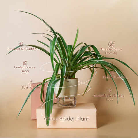 Spider Plant BYOB