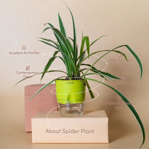 Spider Plant BYOB