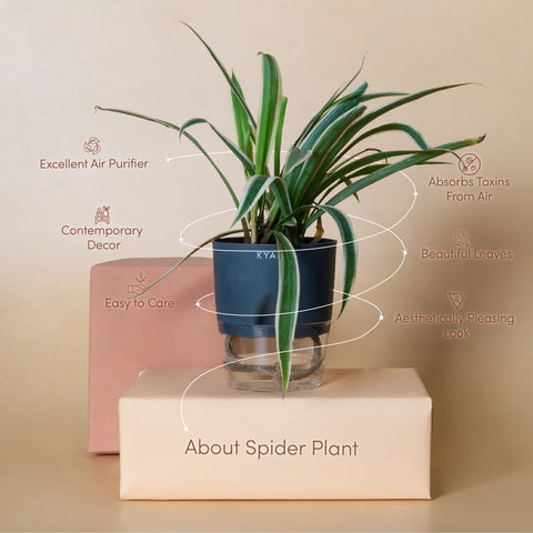 Spider Plant BYOB