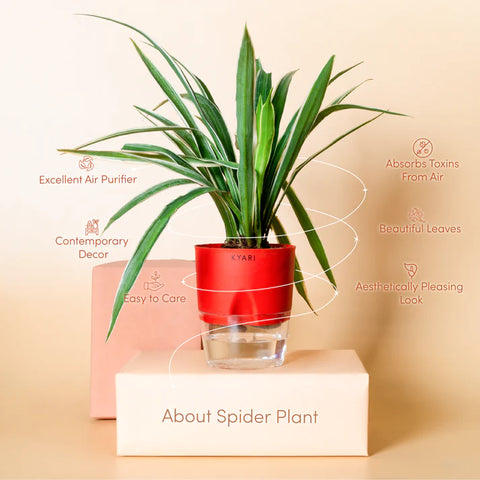 Spider Plant BYOB