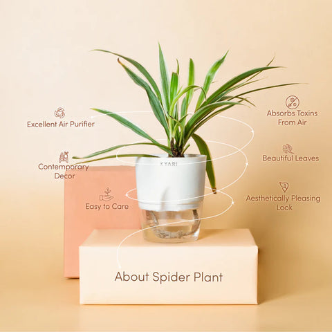 Spider Plant BYOB