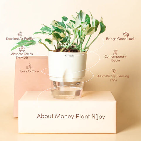 Money N'Joy Plant