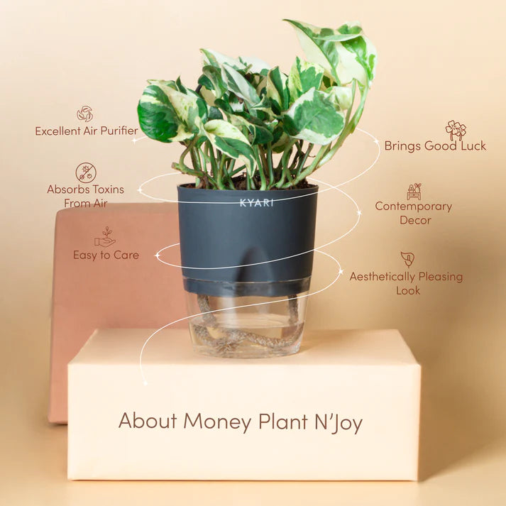 Money plant N'Joy With Self Watering Pot