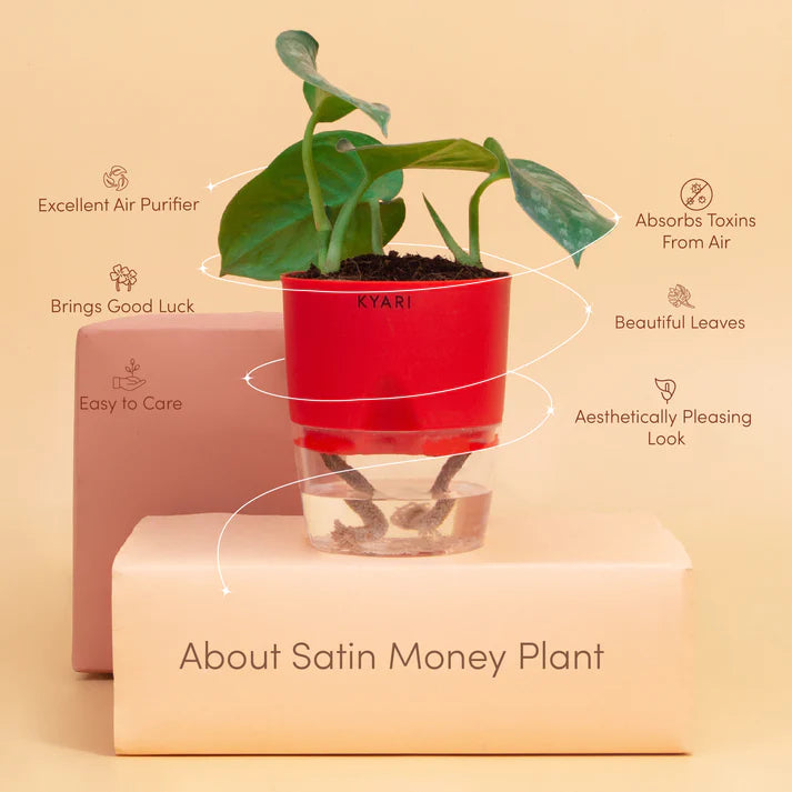 Satin Money Plant With Self Watering Pot