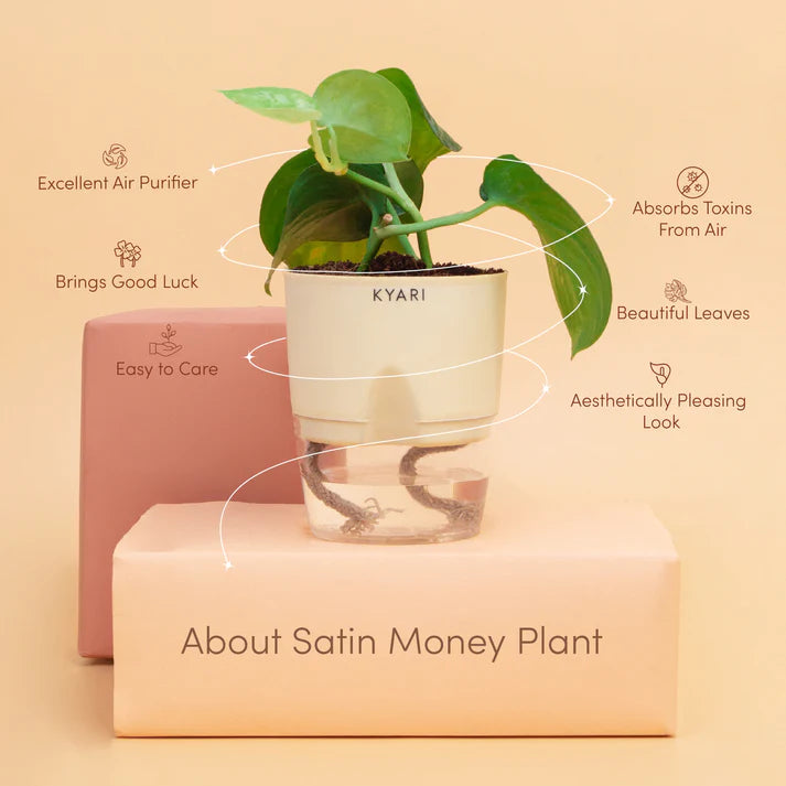 Satin Money Plant With Self Watering Pot