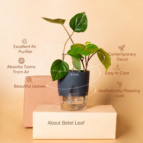 Betel Leaf Plant - BYOB