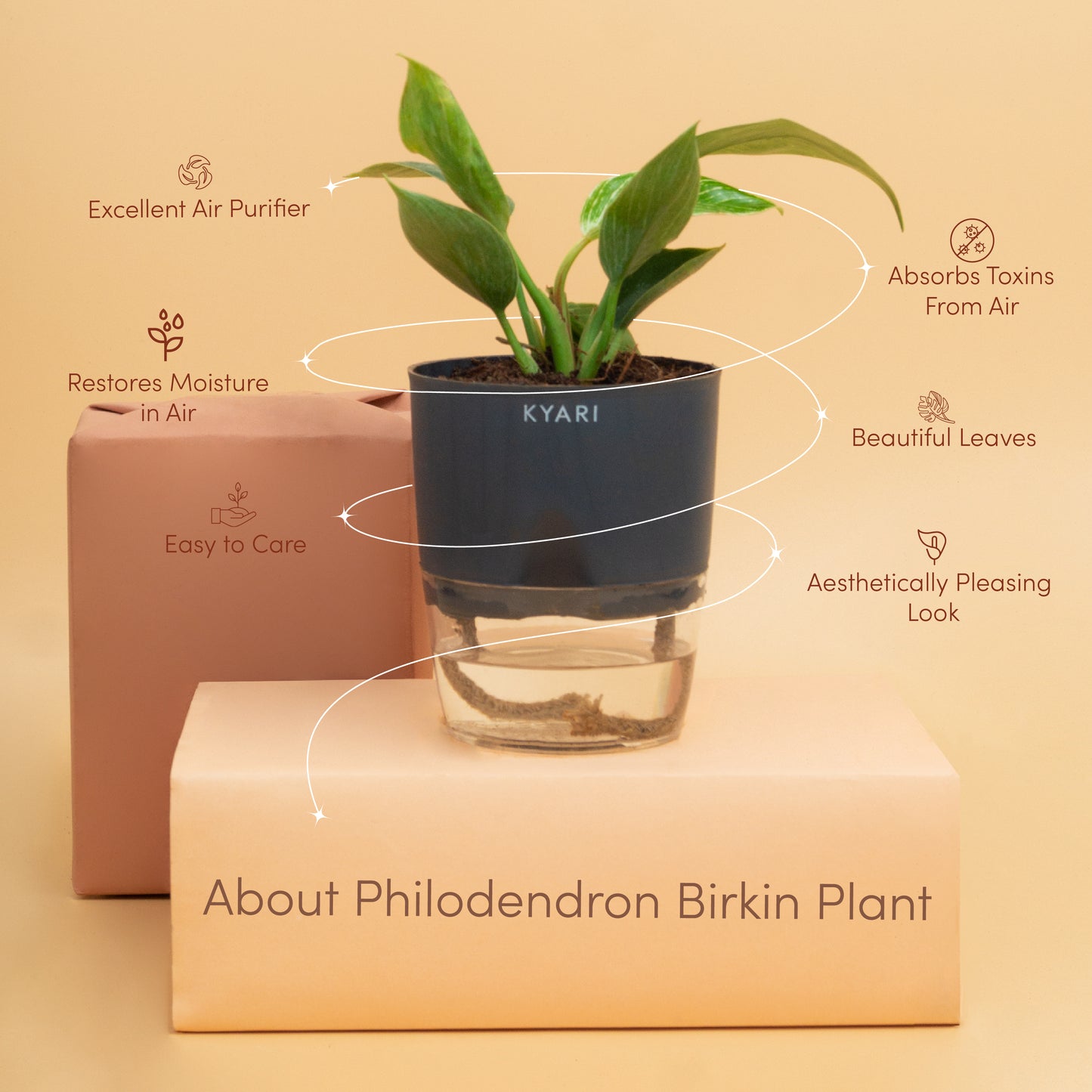 Philodendron Birkin Plant With Self Watering Pot