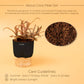 Cryptanthus Plant