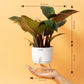 Philodendron Red With Self Watering Pot