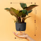 Philodendron Red With Self Watering Pot