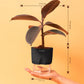 Black Rubber Plant With Self Watering Pot