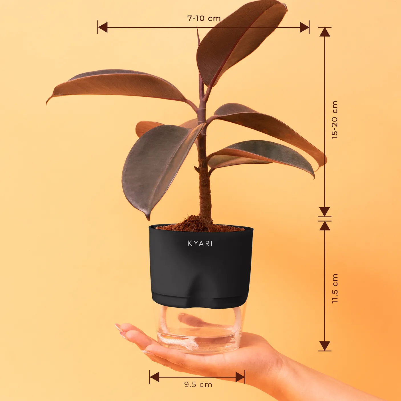 Black Rubber Plant With Self Watering Pot