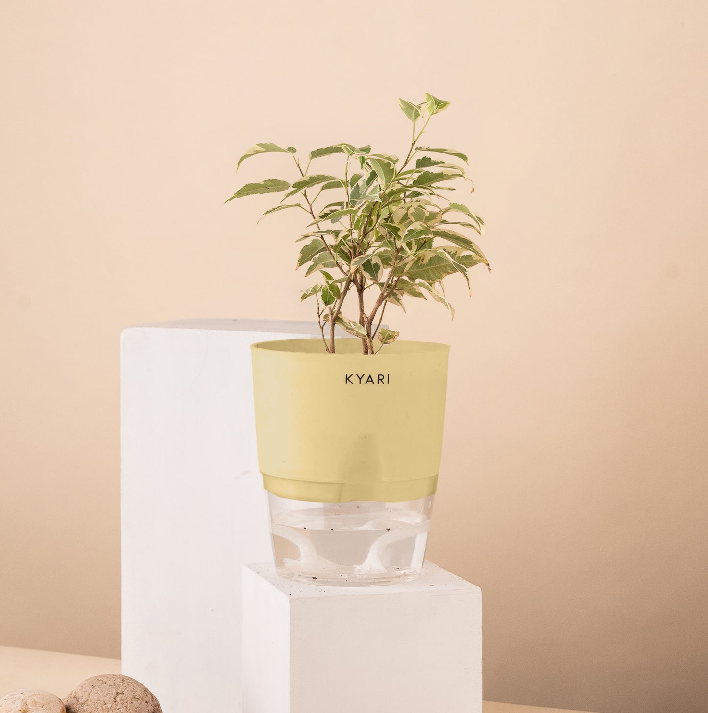 Ficus Safari Live Indoor Plant with Self Watering Pot