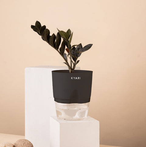 ZZ - Zamia Black Plant