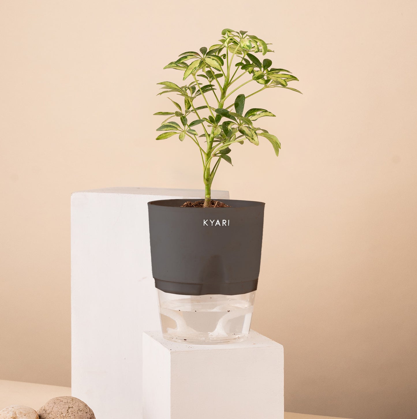 Schefflera Variegated Live Indoor Plant with Self Watering Pot