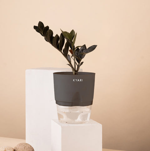 ZZ - Zamia Black Plant