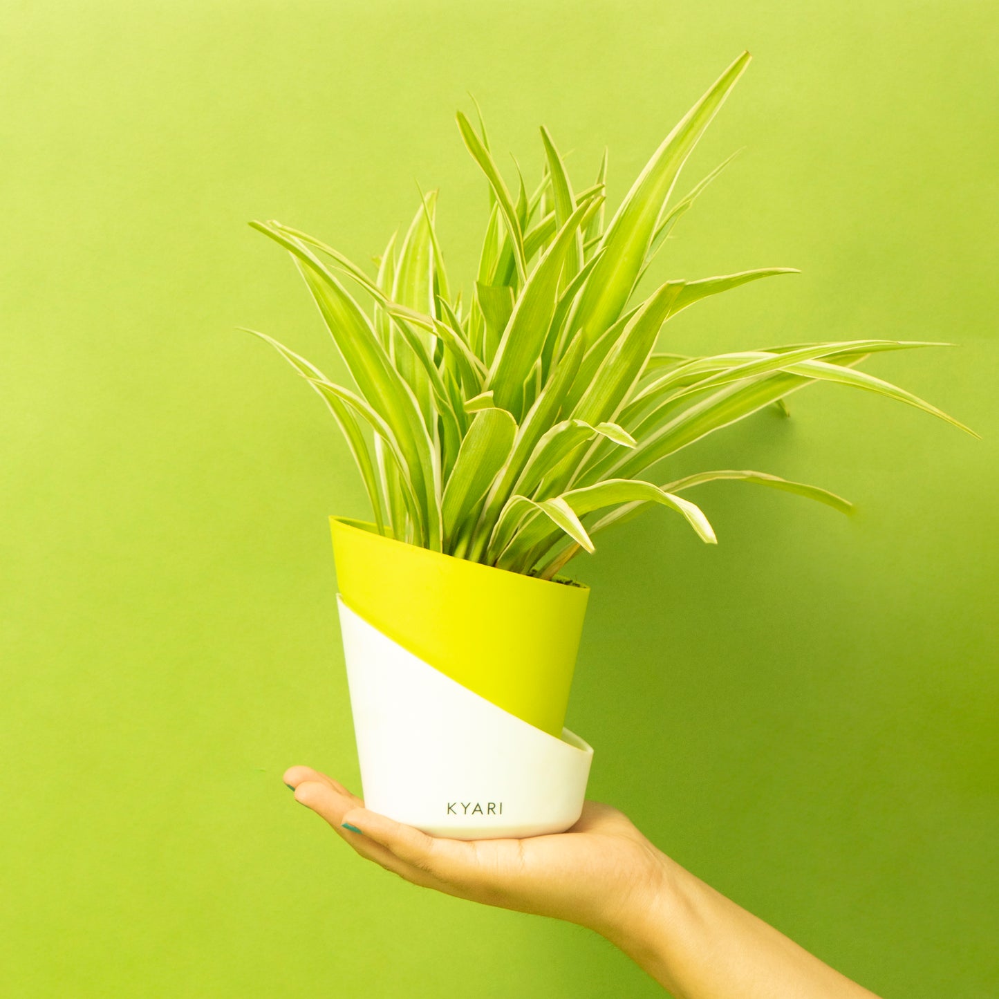 Spider Plant With Elite Self Watering Pot