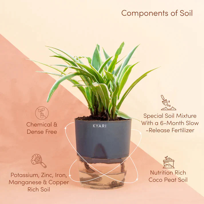 Spider Plant With Self Watering Pot Offer