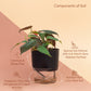 Philodendron Micans Plant With Self Watering Pot