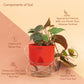 Philodendron Micans Plant With Self Watering Pot