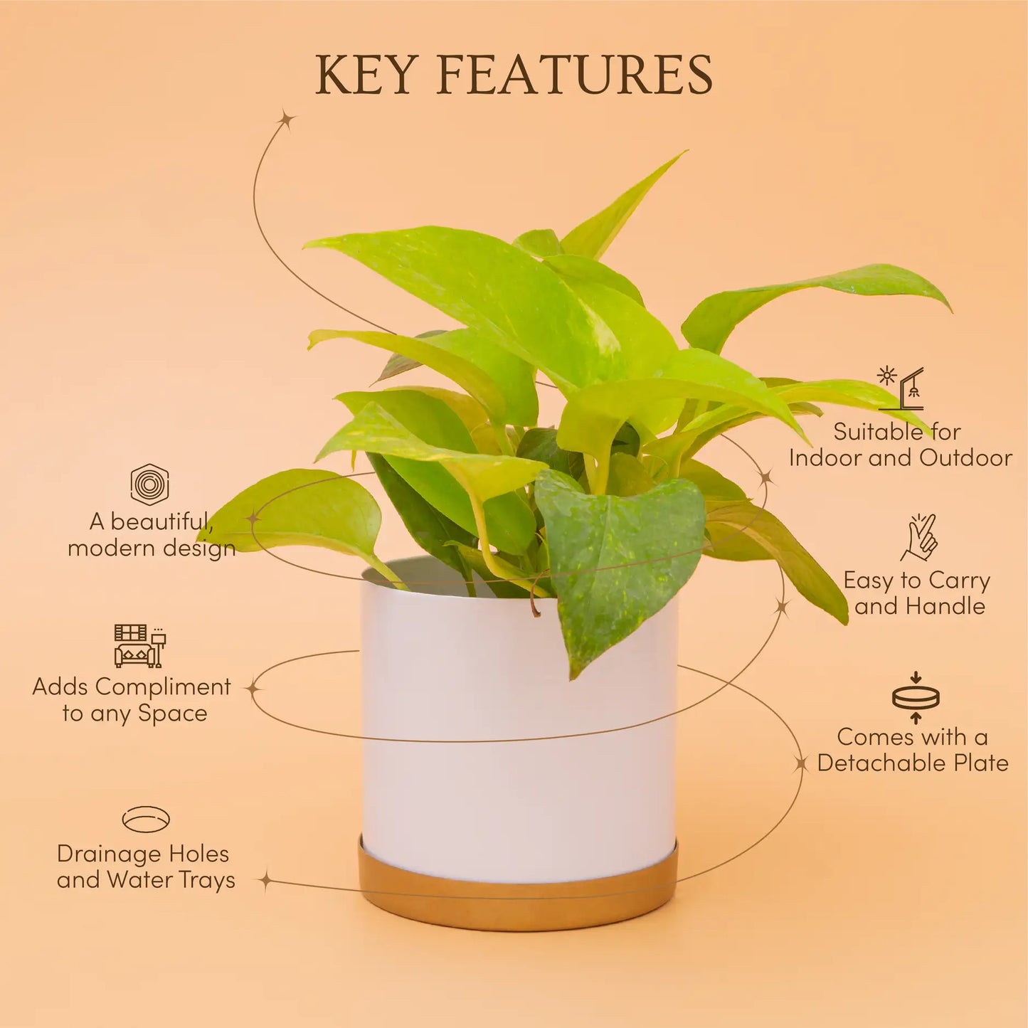 Aesthetic Cylindrical Planter With Plate