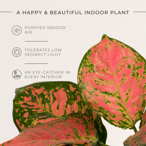 Aglaonema Pink Valentine Plant