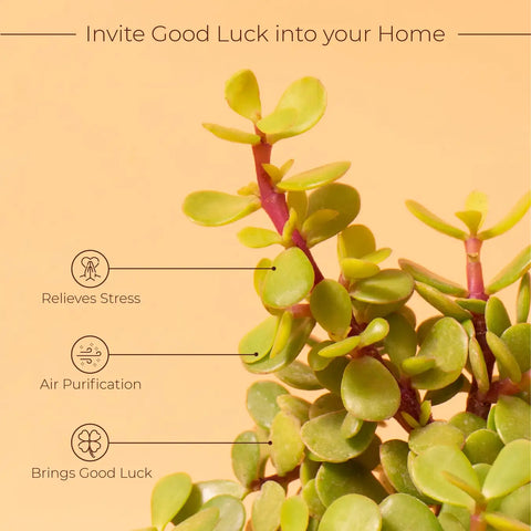 Lucky Jade Plant - basic