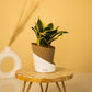 Sansevieria Golden Hahnii Snake Plant With Elite Self Watering Pot