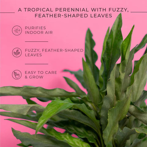 Calathea Rufibarba Plant