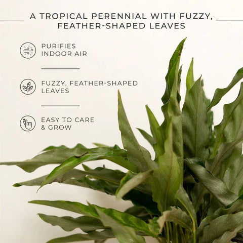 Calathea Rufibarba Plant