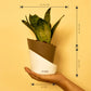 Sansevieria Green Snake Plant With Elite Self Watering Pot