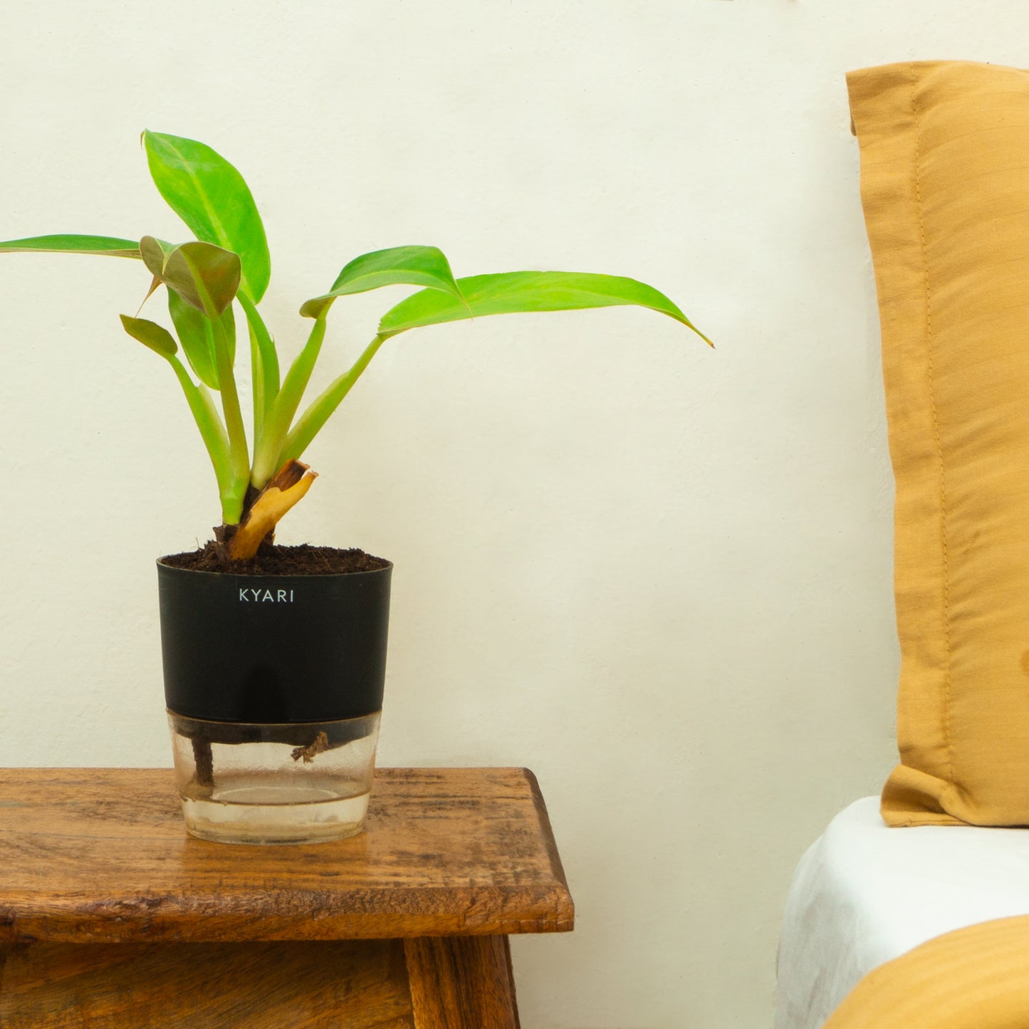 Philodendron Martianum with Self Watering Pot