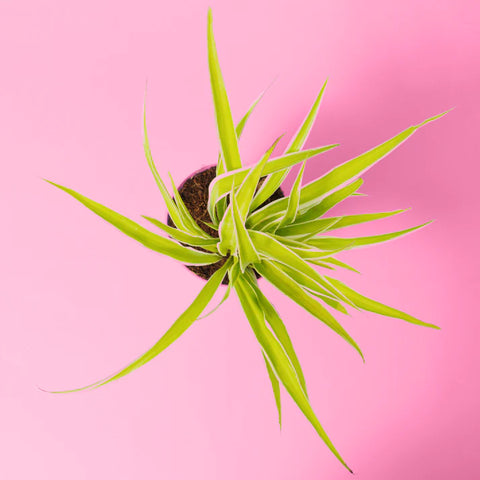 Spider Plant