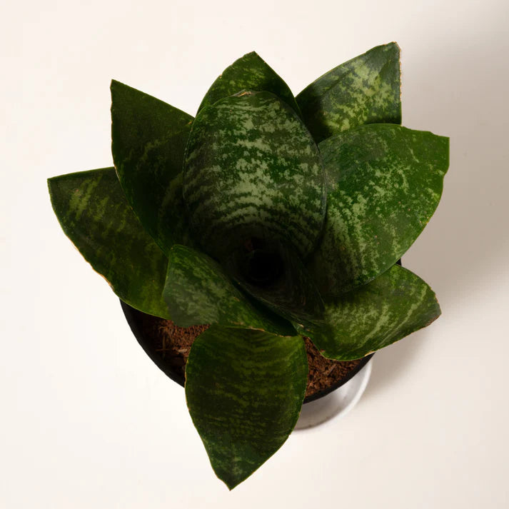 Sansevieria Green Snake Plant With Elite Self Watering Pot