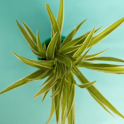 Spider Plant