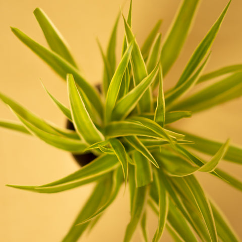 Spider Plant