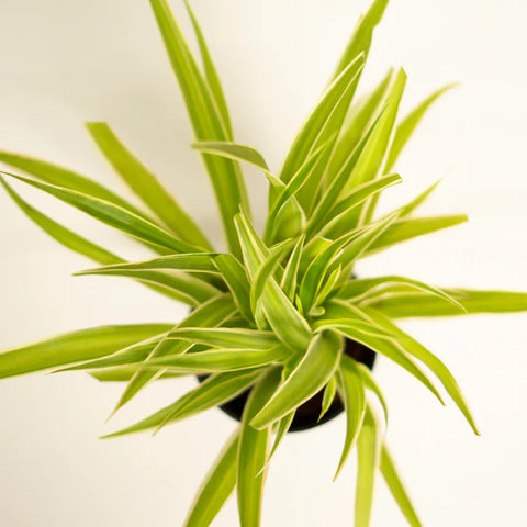 Spider Plant