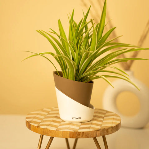 Spider Plant