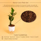 Zamioculcas Zamiifolia-Zamia (ZZ) Plant With Self Watering Pot