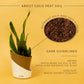 Sansevieria Futura Superba Snake Plant With Self Watering Pot