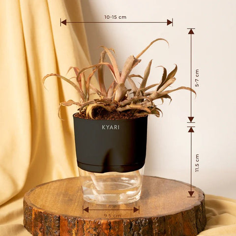 Cryptanthus Plant BYOB