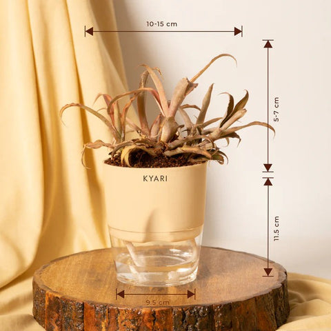 Cryptanthus Plant