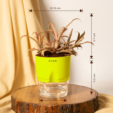 Cryptanthus Plant BYOB