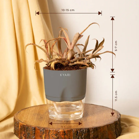 Cryptanthus Plant BYOB