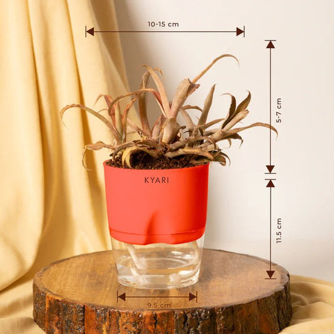 Cryptanthus Plant BYOB