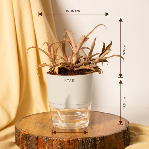 Cryptanthus Plant BYOB