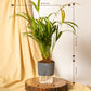 Areca Palm Plant with Self-Watering Pot