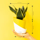 Sansevieria Golden Hahnii Snake Plant With Elite Self Watering Pot